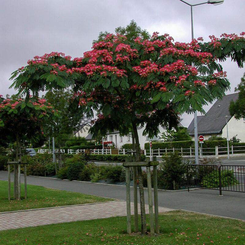 2026 Rezervace / Albizia Julibrissin - Albizie růžová 25/30lt