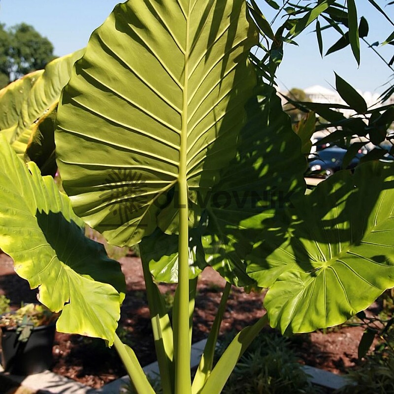 Alocasia / Alokázie 25lt