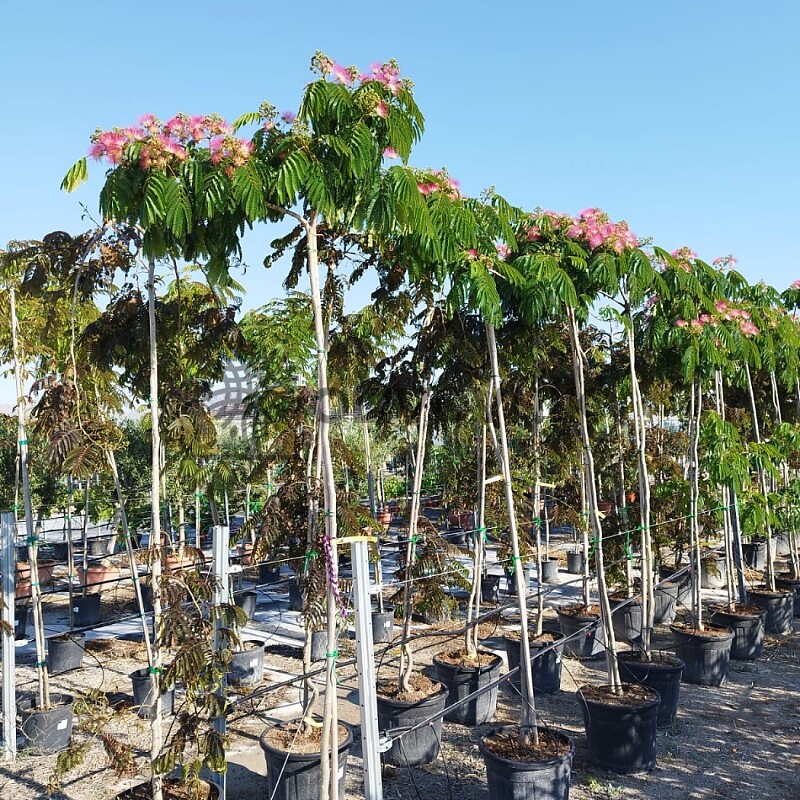 Albizia Julibrissin - Albizie růžová 25/30lt