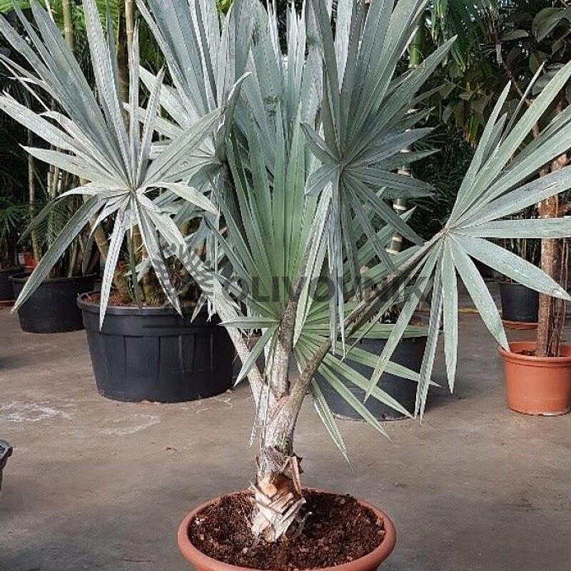 2026 Rezervace / BISMARCKIA NOBILIS 10lt