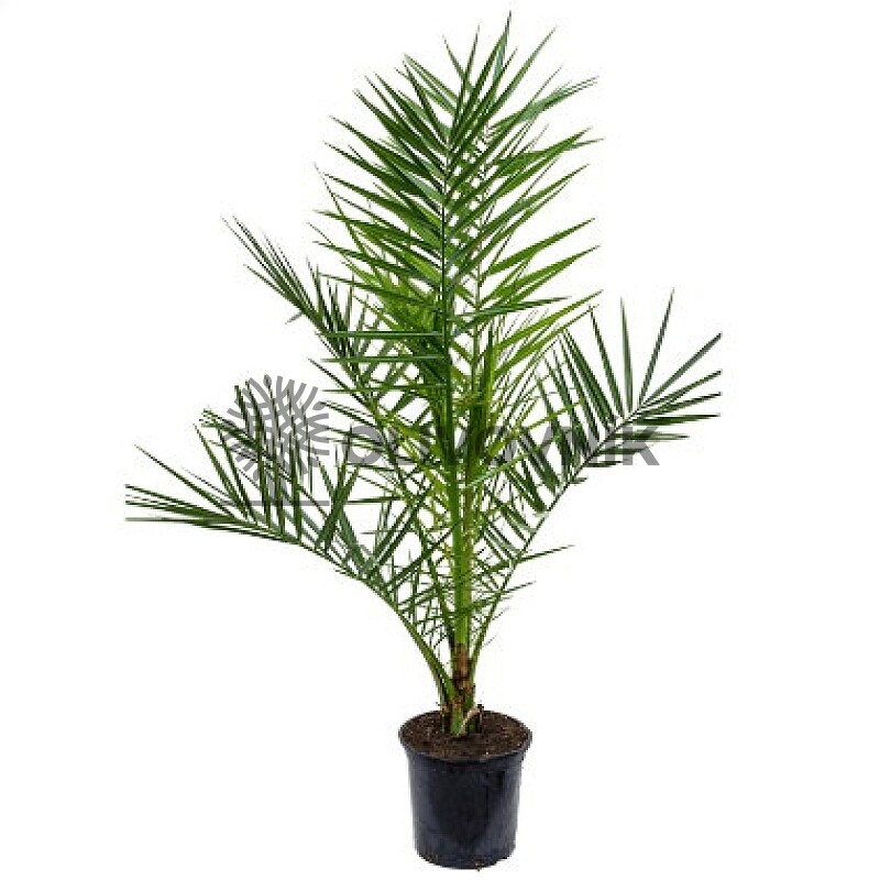 PHOENIX CANARIENSIS 25lt
