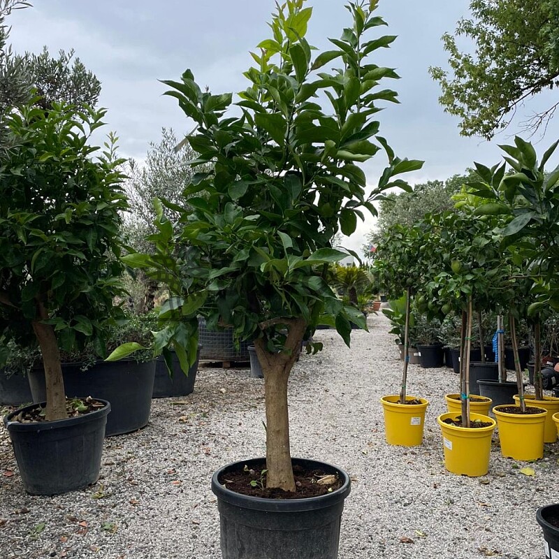 CITRUS LIMON / 50-70LT / obvod kmene 20-30cm / výška 200-220cm
