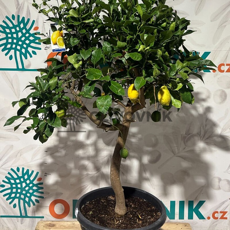 CITRUS LIMON / 70LT / obvod kmene 14-16cm / výška 180-200cm