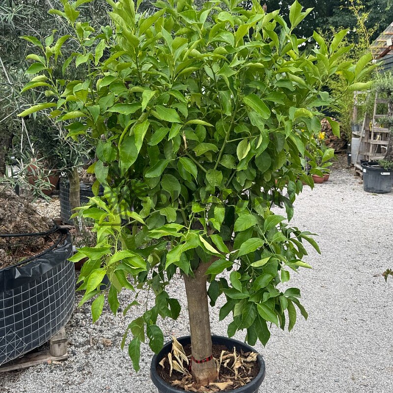 CITRUS LIMON / obvod kmene 20-30cm / výška 190-210cm
