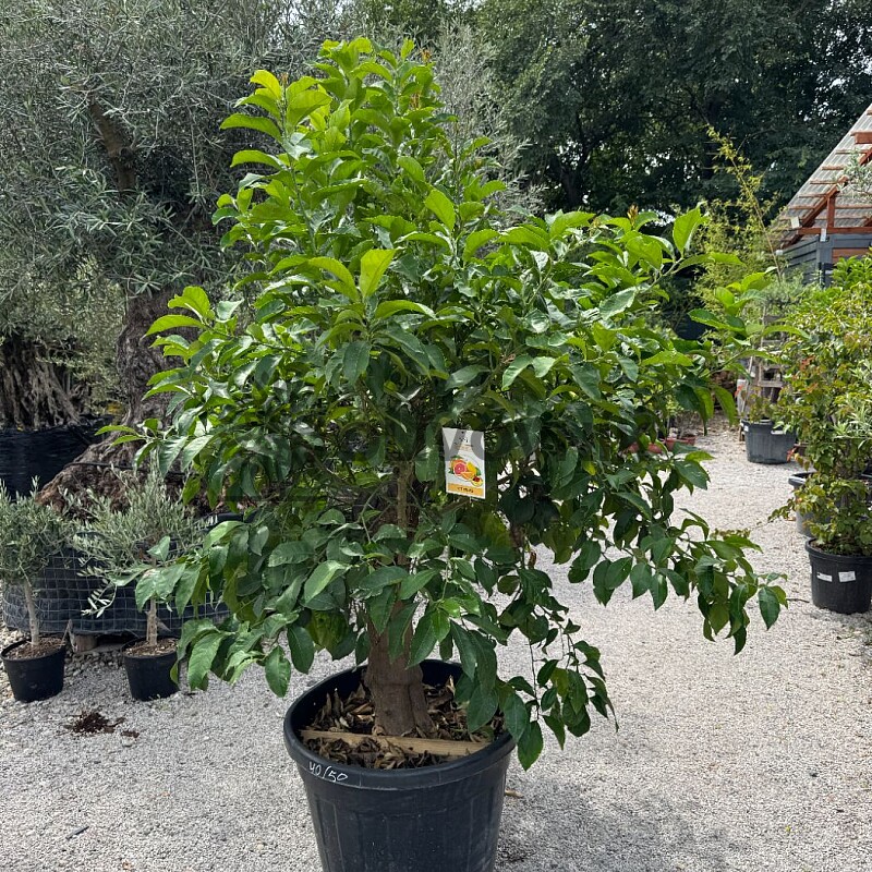 CITRUS LIMON / obvod kmene 40-50cm / výška 220-230cm