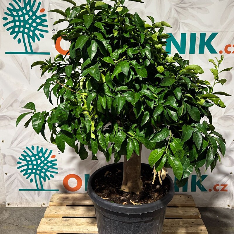 CITRUS PARADISI / 45-55LT / obvod kmene 20-30cm / výška 140-160cm,