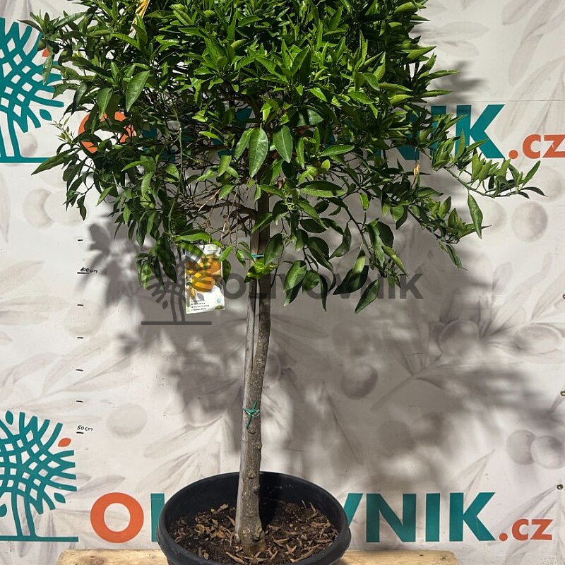 CITRUS RETICULATA / 45-55LT / obvod kmene 10-12cm / výška 180-200cm