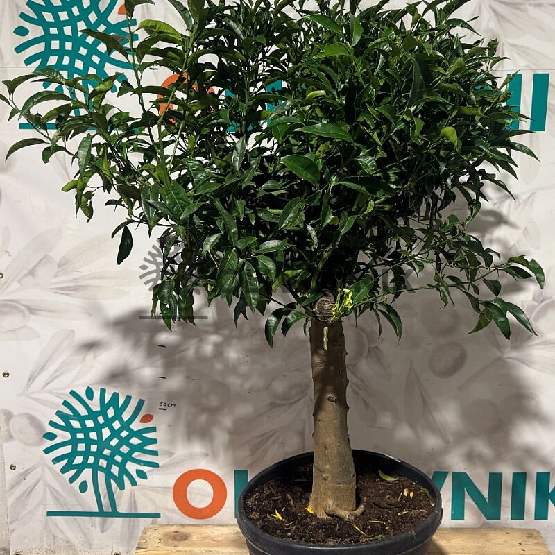 CITRUS RETICULATA / 45-55LT / obvod kmene 25-30cm / výška 150-170cm