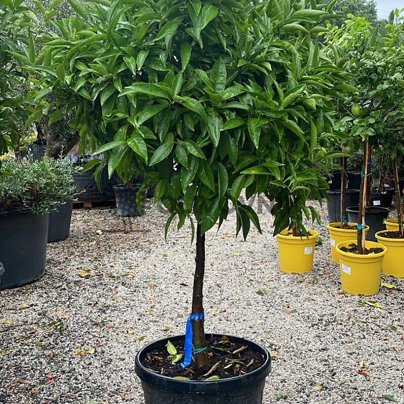 Mandarinka - CITRUS RETICULATA / obvod kmene 15-20cm / výška 120-140cm