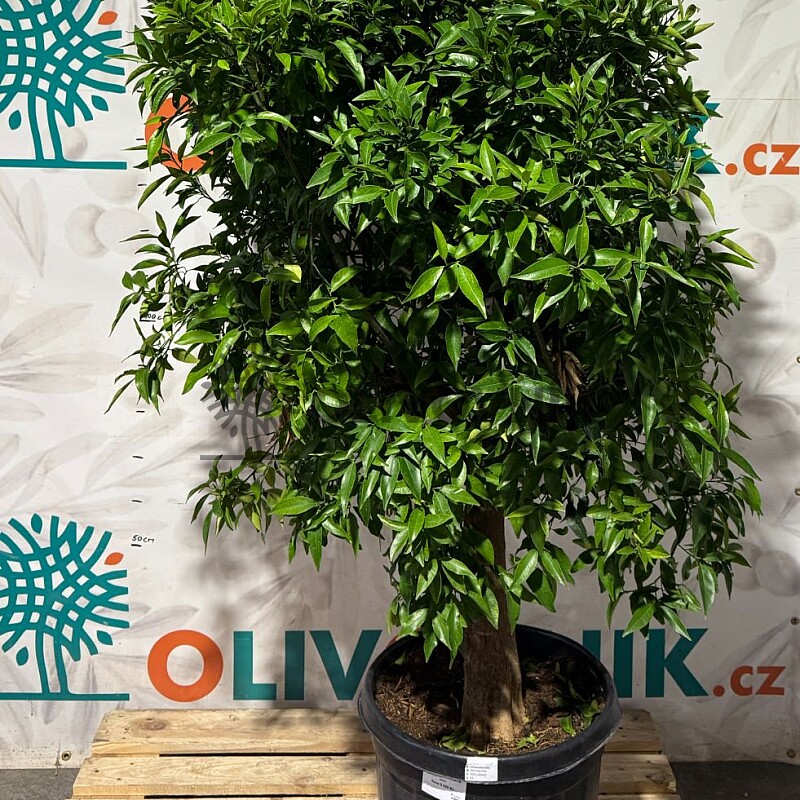 CITRUS RETICULATA / obvod kmene 20-30cm / výška 150-170cm