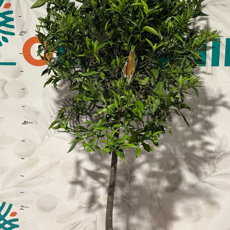 CITRUS RETICULATA / obvod kmene 8-10cm, výška 180-200cm