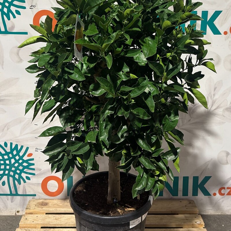 CITRUS SINENSIS / 45LT / obvod kmene 15-20cm / výška 150-160cm