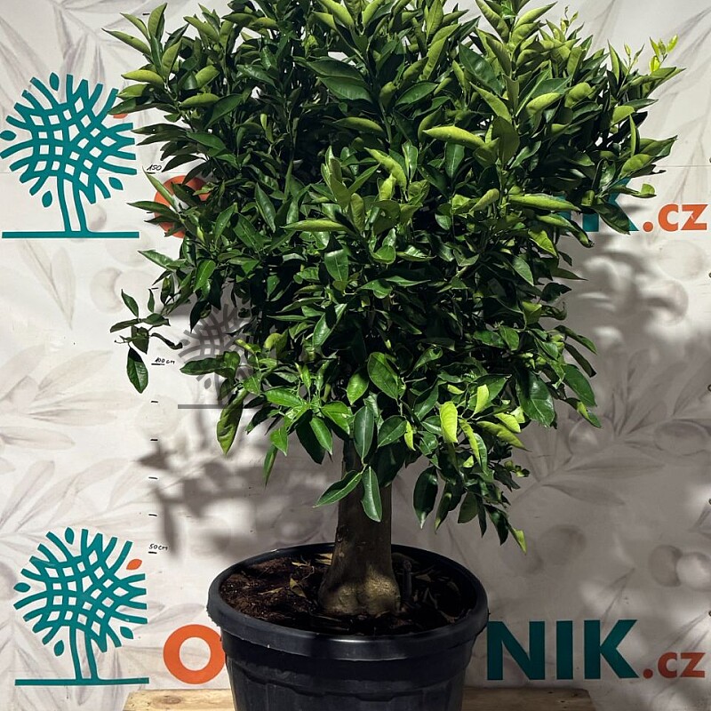 CITRUS SINENSIS / 90LT / obvod kmene 30-40cm / výška 190-210cm