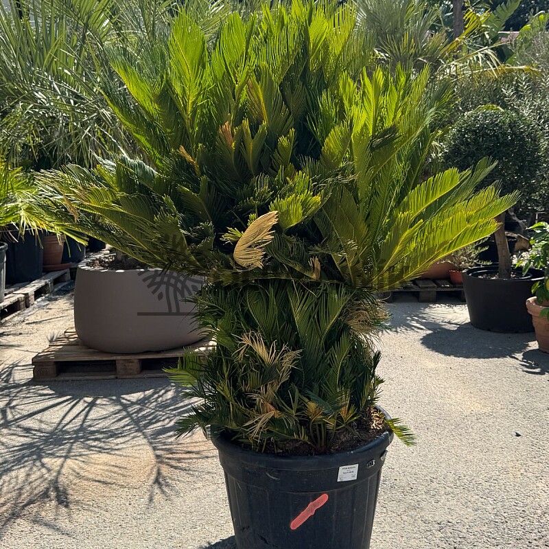 CYCAS REVOLUTA / 80cm / výška 180cm