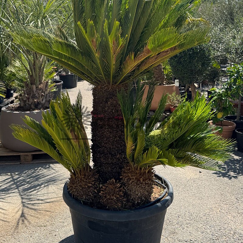CYCAS REVOLUTA / Multikmen / 110cm / výška 200cm