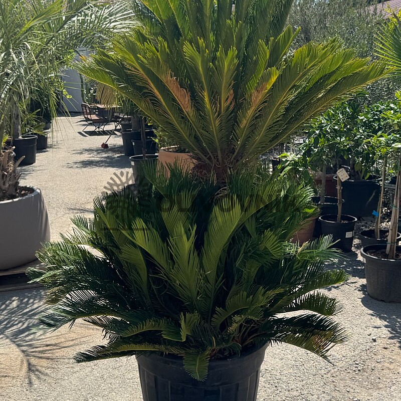 CYCAS REVOLUTA / Multikmen / 80cm / výška 190cm