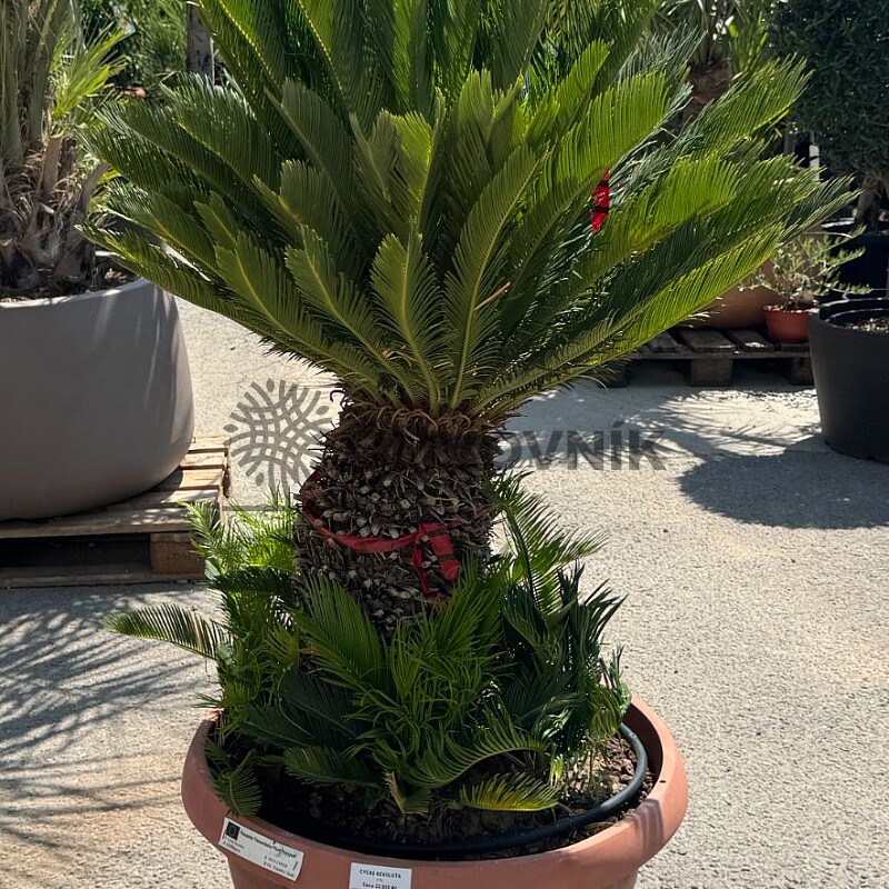 2026 Rezervace / CYCAS REVOLUTA / T75 / výška 150cm