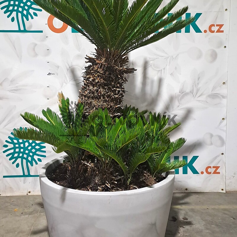 CYCAS REVOLUTA - výška 145cm