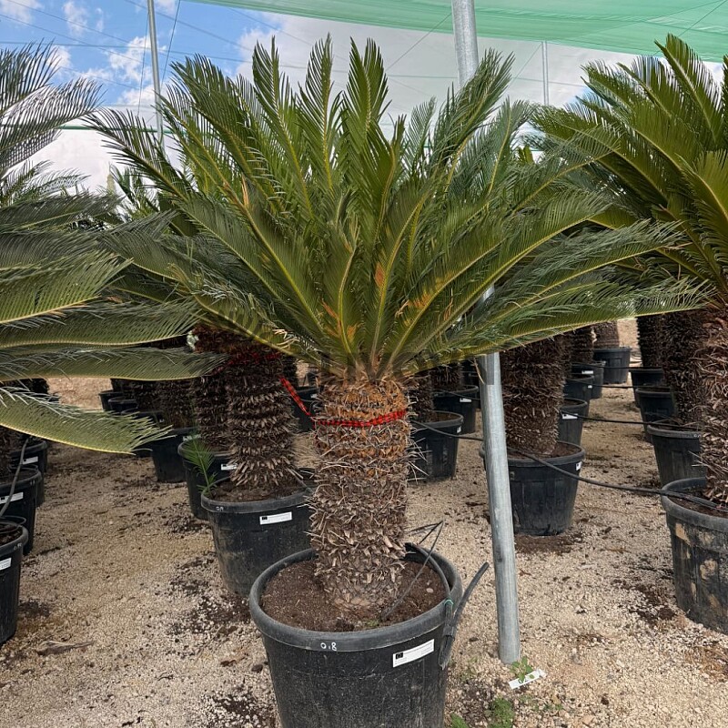 CYCAS REVOLUTA  / 30cm kmen