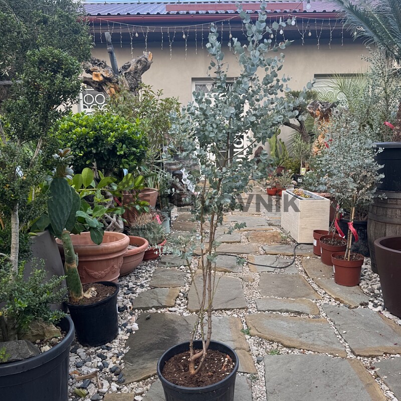 EUCALYPTUS GUNNII - na kmínku / 110cm