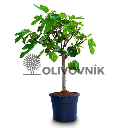 FICUS CARICA BOWL 6lt - Fíkovník