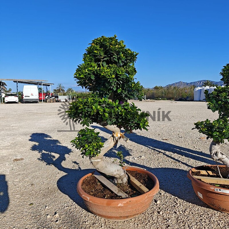 FICUS MICROCARPA - vhodné do interiéru (110-130cm)