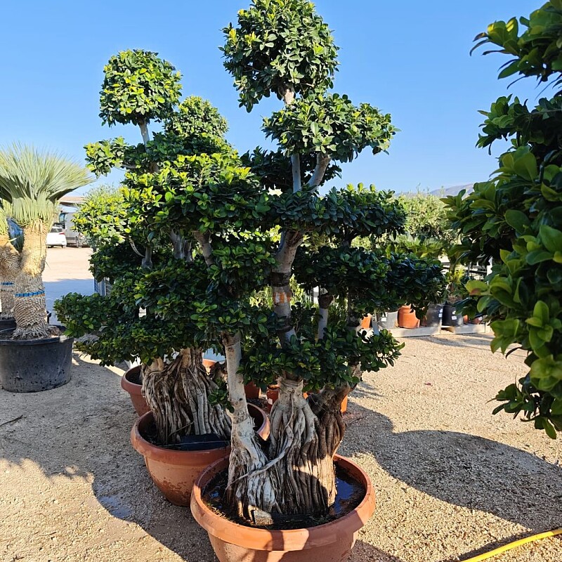 FICUS MICROCARPA - Mediana Ciotola - 190/200cm