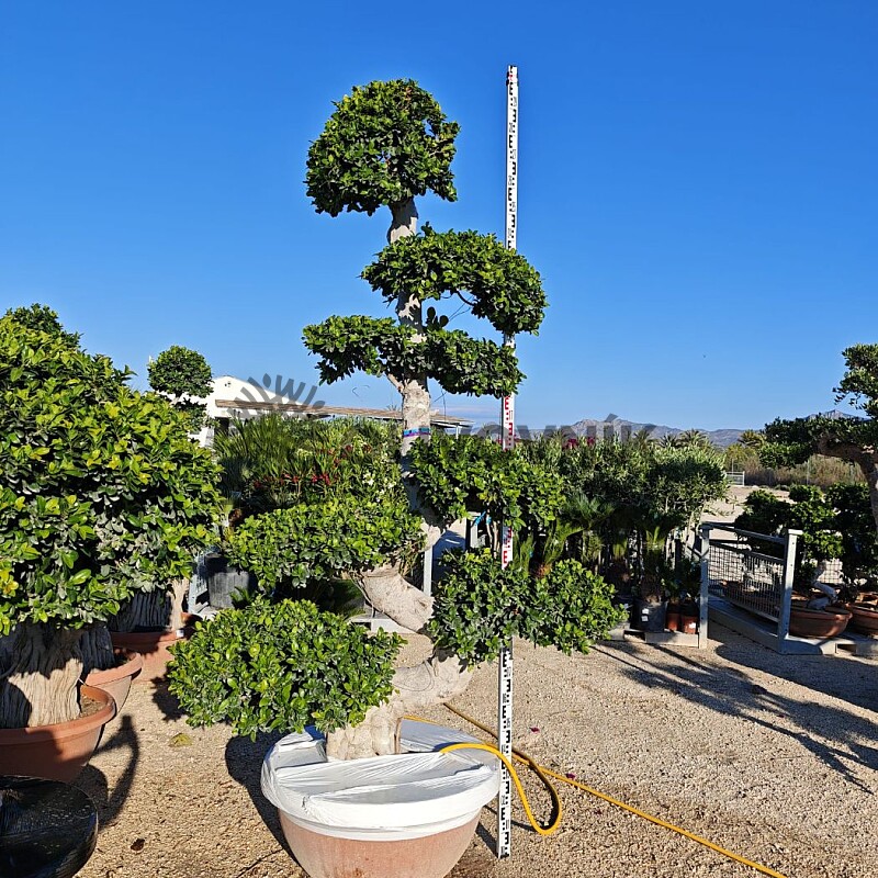 FICUS MICROCARPA - Grande Bonsai - 300cm - vhodné do interiéru