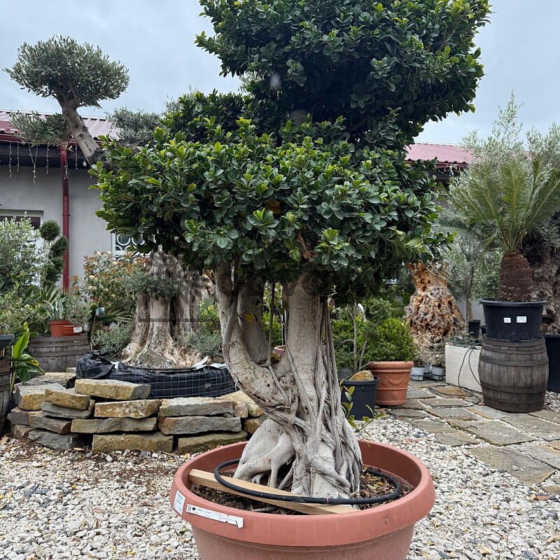 FICUS MICROCARPA / BOWL GRANDE / obvod kmene 60-80cm / výška 220-250cm