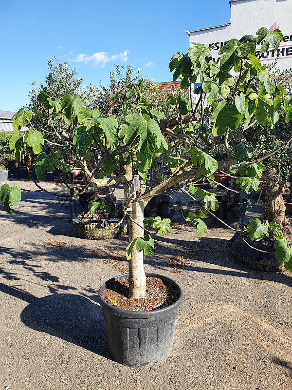 FICUS CARICA PREMIUM - GRANDE (160-200cm)