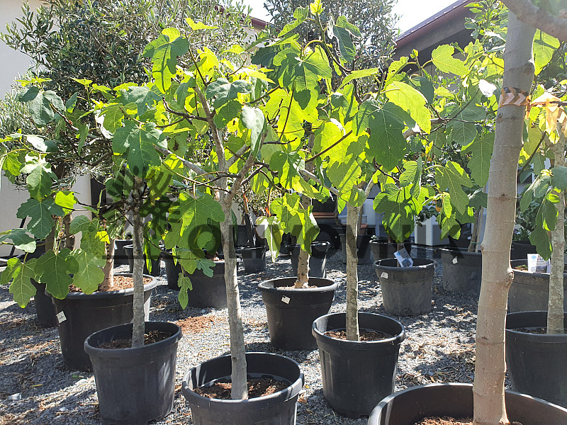 FICUS CARICA - Fíkovník (180 - 200cm) 70lt