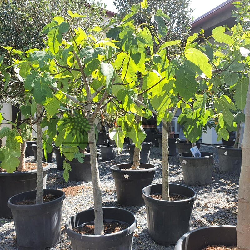 FICUS CARICA - Fíkovník 35lt (140 - 160cm)