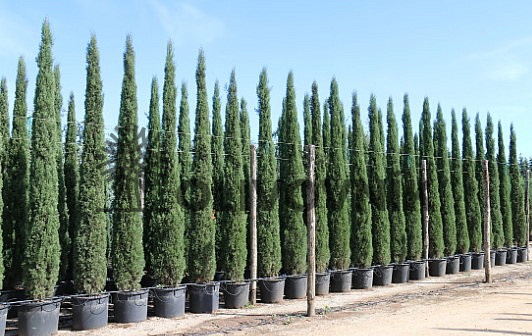 Cypřiš stálezelený - Cupressus Sempervirens Stricta - Totem