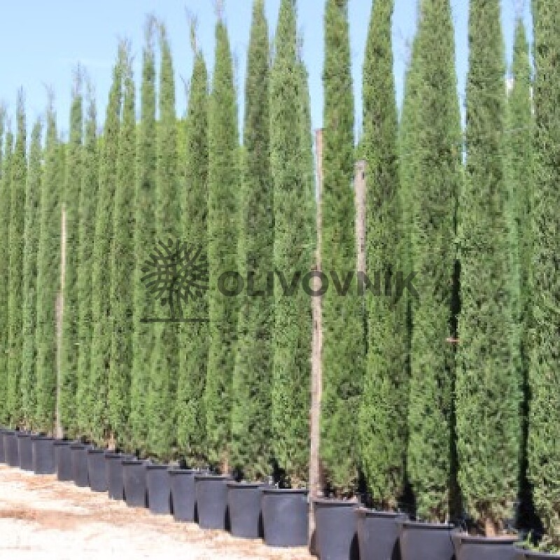 2026 Rezervace / Cypřiš stálezelený - Cupressus Sempervirens - Totem Garda