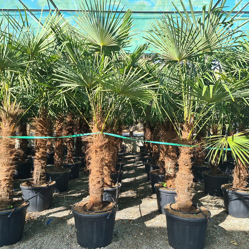2026 Rezervace / Trachycarpus Fortunei - mrazuvzdorná palma (-17C)