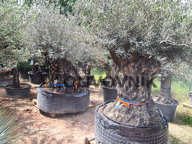 Olivovník Bonsaj - Olea Europaea Bonsai