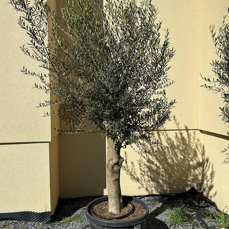 2026 Rezervace / Olivovník Evropský - Intensivo - 70lt - 180/200cm