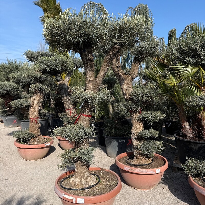 Olivovník Bonsai plato / 180-220cm