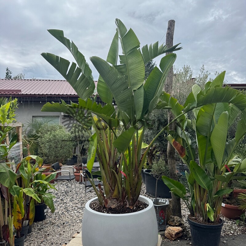 Strelitzia Augusta 200/250cm + květináč Titano šedá kámen