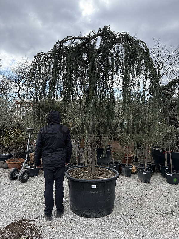 Cedr - CEDRUS ATLANTICA "Glauca Pendula"
