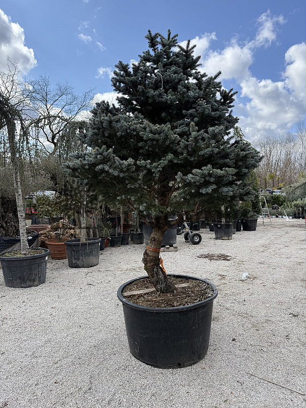 Smrk stříbrný / Picea Pungens / Glauca Globosa