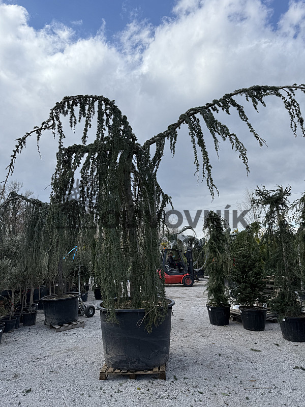 Cedr - CEDRUS ATLANTICA "Glauca Pendula"