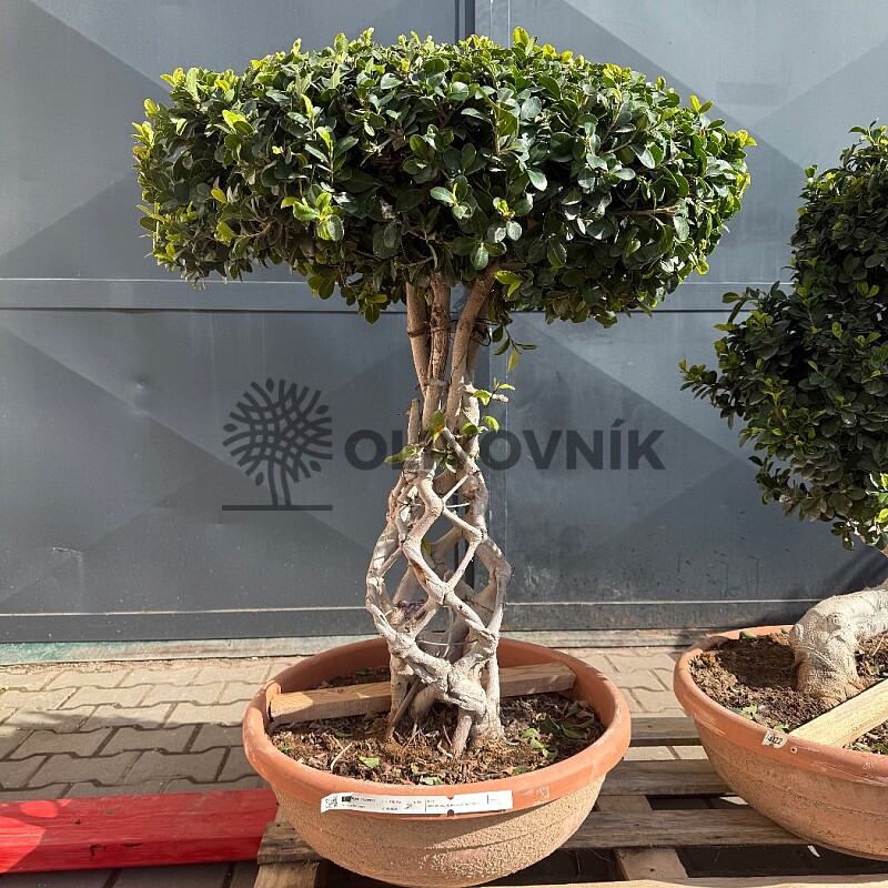 FICUS MICROCARPA - vhodné do interiéru (100cm)