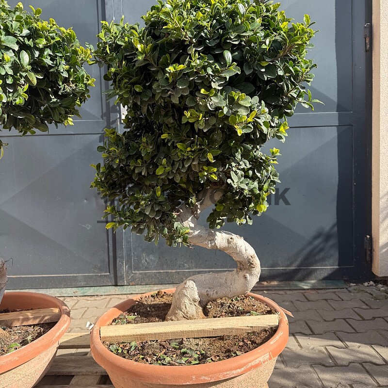 FICUS MICROCARPA - vhodné do interiéru (90cm)