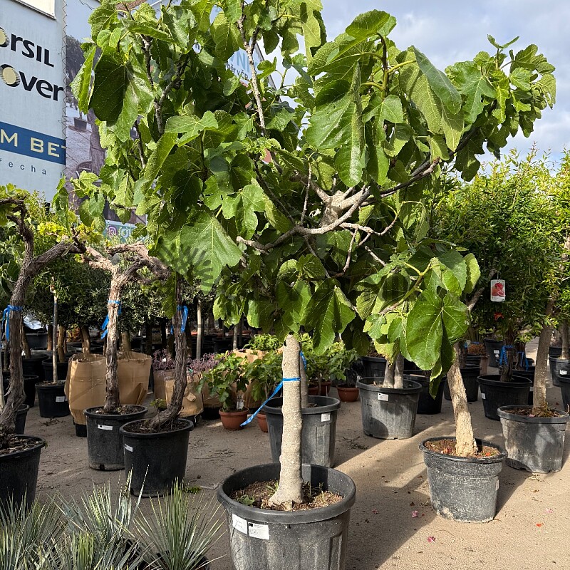 FICUS CARICA - Fíkovník 70lt (180 - 200cm)