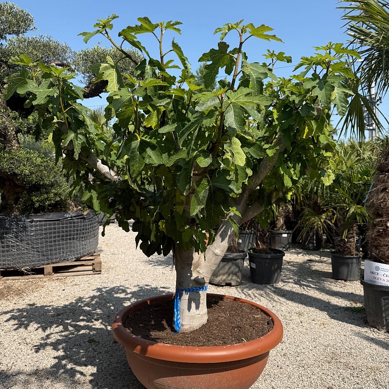 FICUS CARICA - Bowl T90 - 40/60 Bonsai