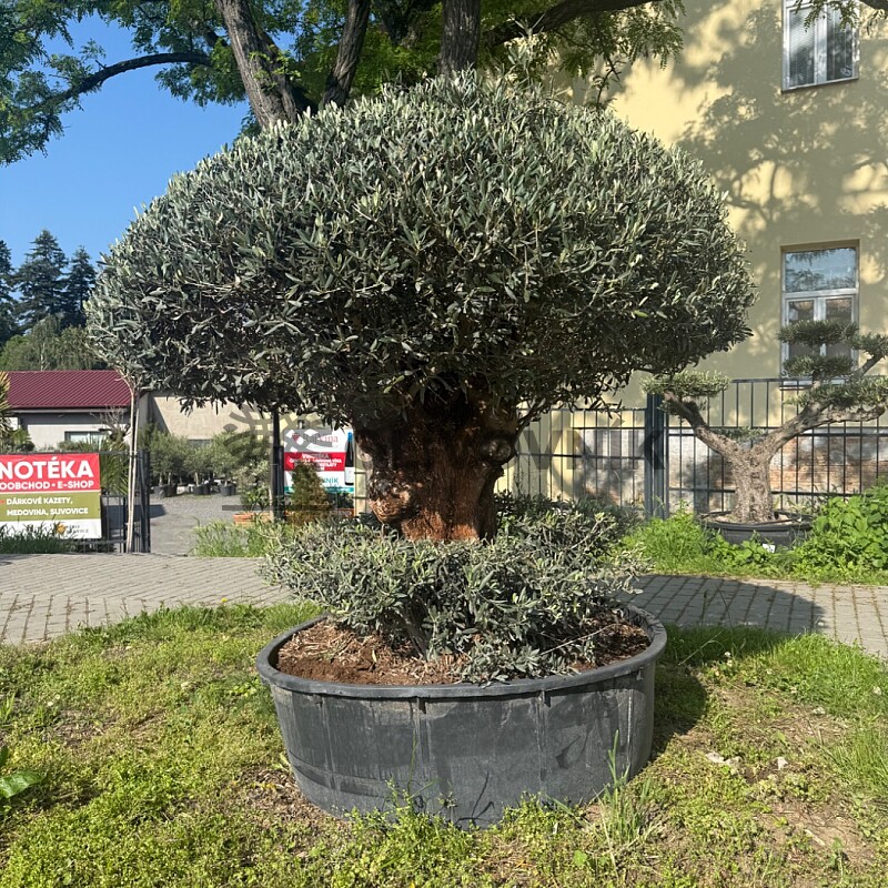 Olivovník Evropský PON - CHAMPINON I.
