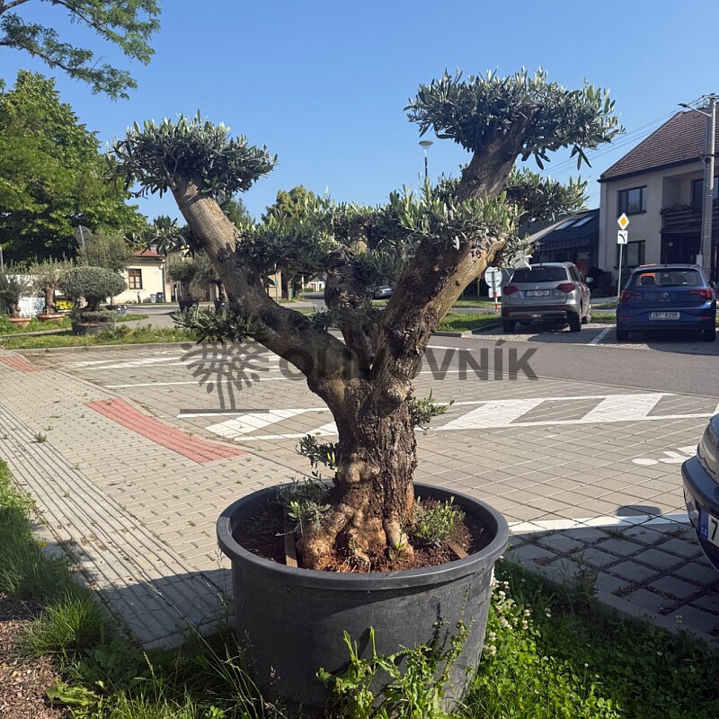 Olea Europaea  PON PON Platos