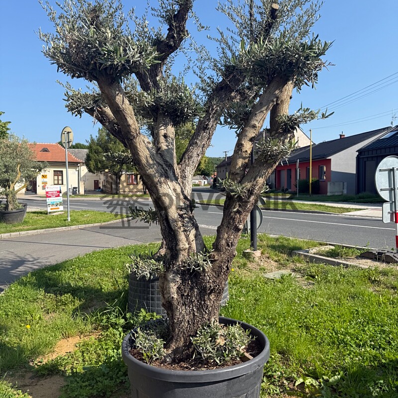 Olea Europaea  PON PON No. 29