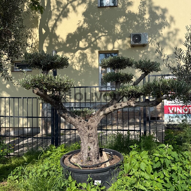 Olea Europaea  Platos L